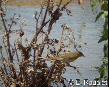 Mosquitero Musical - ML201227131