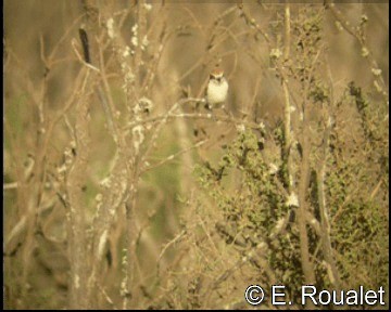 Woodchat Shrike (Western) - ML201227151
