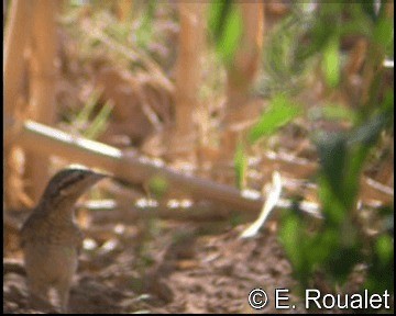 Eurasian Wryneck - ML201227161