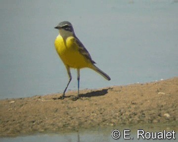 gulerle (cinereocapilla gr.) - ML201227171