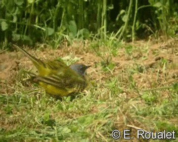 Western Yellow Wagtail (iberiae) - ML201227181