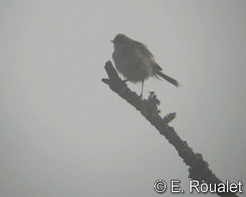 Zitting Cisticola (Western) - ML201227191