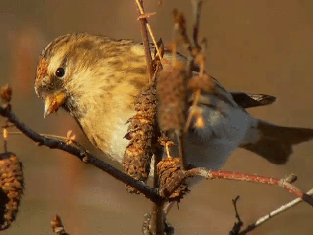 Lesser Redpoll - ML201227281