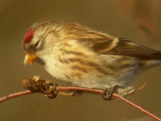 Common Redpoll (flammea) - ML201227291