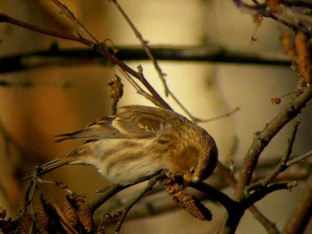 Lesser Redpoll - ML201227301