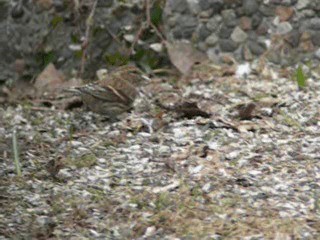 Lesser Redpoll - ML201227311