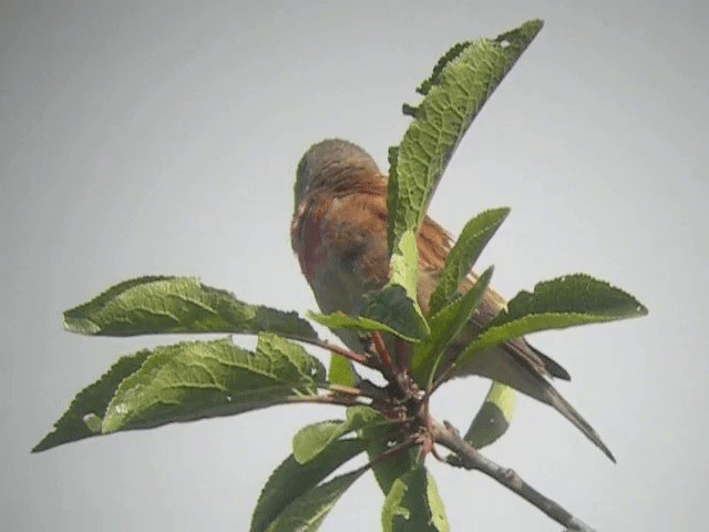 Linotte mélodieuse - ML201227381