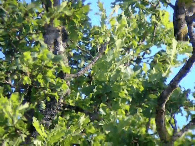 Eurasian Golden Oriole - ML201227421