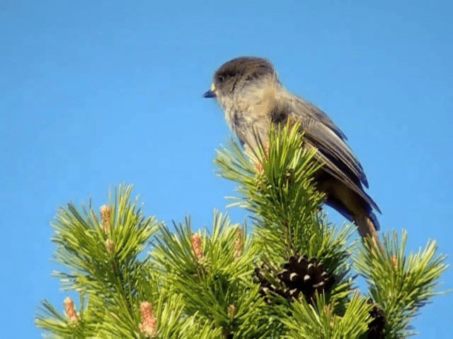 Siberian Jay - ML201227431