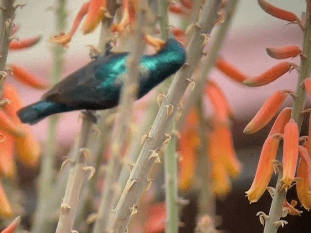 Purple Sunbird - ML201227571