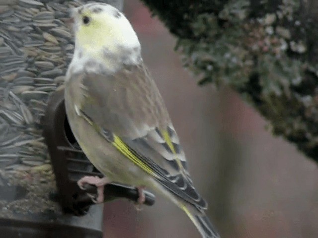 European Greenfinch - ML201227611