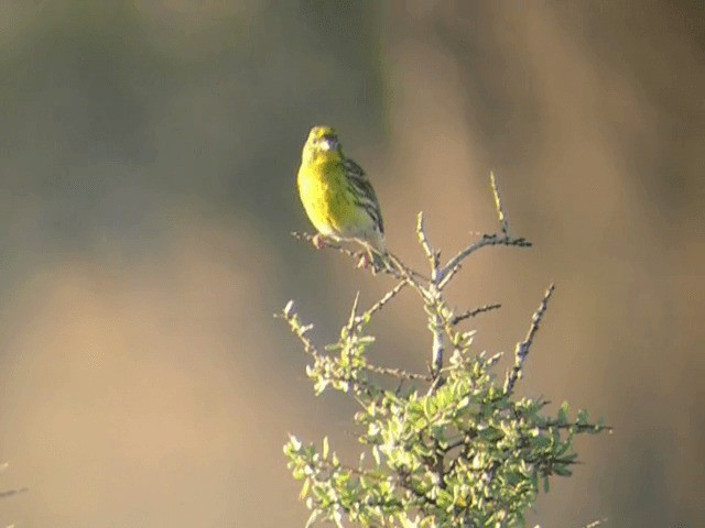 European Serin - ML201227641