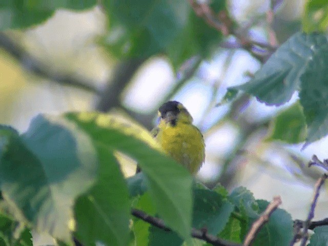 Eurasian Siskin - ML201227671