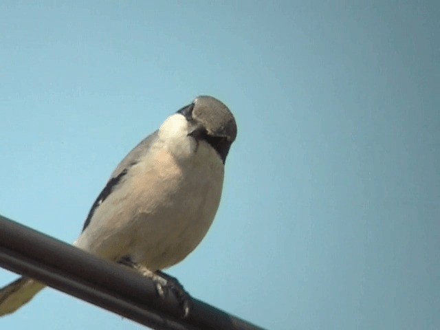 Iberian Gray Shrike - ML201227731