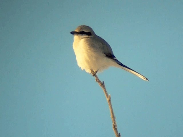 Great Gray Shrike (Great Gray) - ML201227741