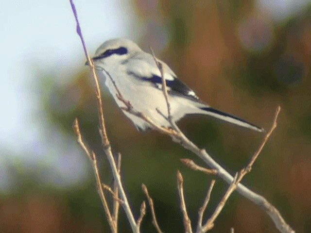 Great Gray Shrike (Great Gray) - ML201227751