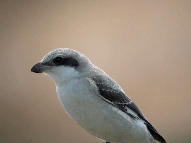 Antzandobi txikia - ML201227761