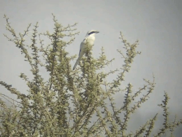 Great Gray Shrike (Arabian) - ML201227771