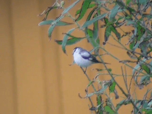 Masked Shrike - ML201227781