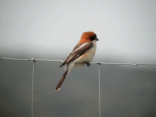 Woodchat Shrike (Western) - ML201227791