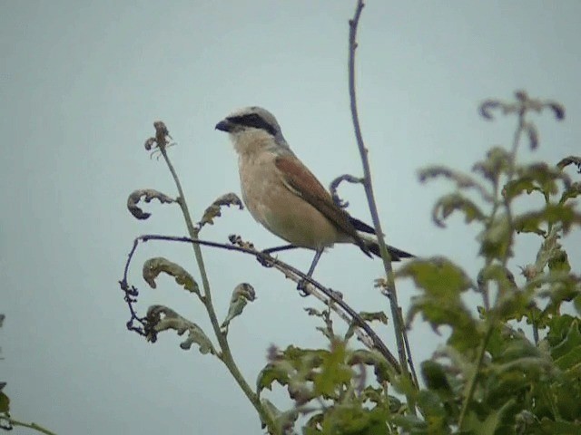 Red-backed Shrike - ML201227841