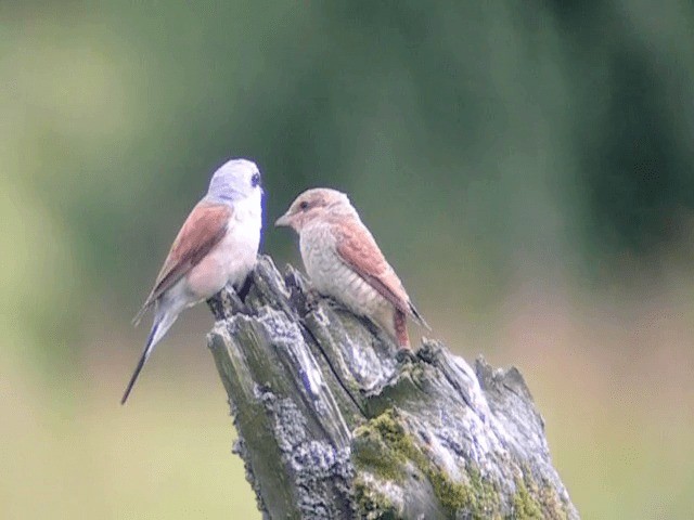 Red-backed Shrike - ML201227851