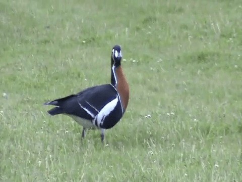 Red-breasted Goose - ML201227981