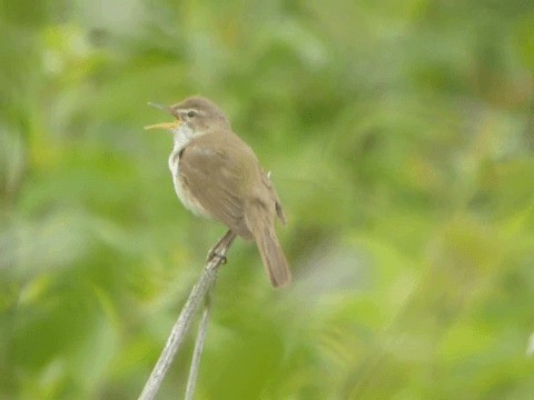 busksanger - ML201227991