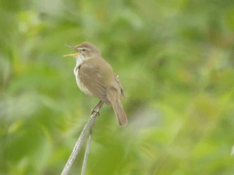 Blyth's Reed Warbler - ML201227991