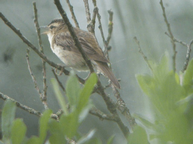 Sedge Warbler - ML201228111