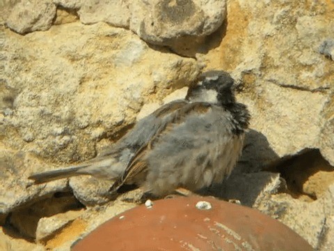 House Sparrow - ML201228161