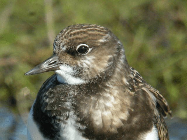 Ruddy Turnstone - ML201228271