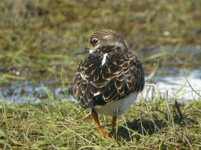 Ruddy Turnstone - ML201228301