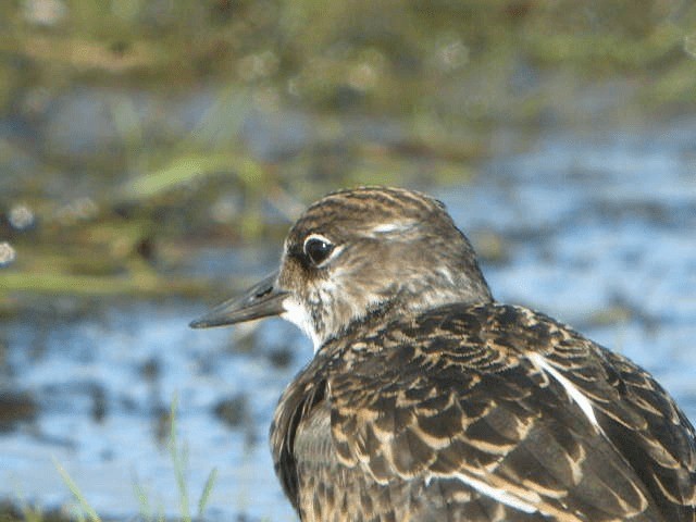 Ruddy Turnstone - ML201228311