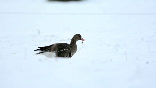 Greater White-fronted Goose (Eurasian) - ML201228461