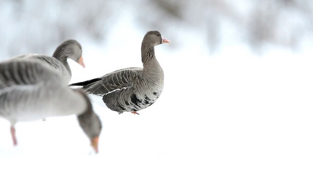 Greater White-fronted Goose (Eurasian) - ML201228471