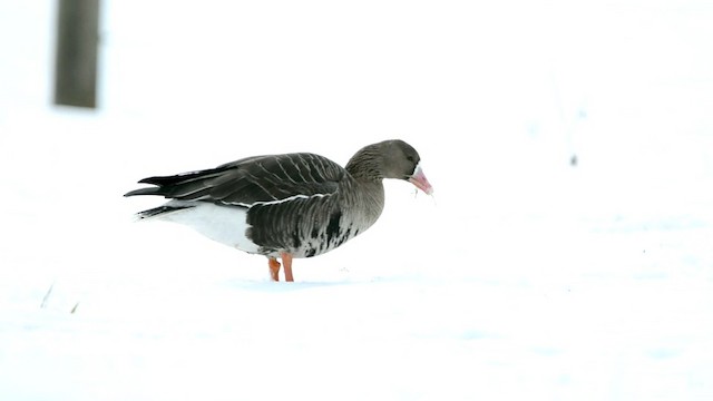 Greater White-fronted Goose (Eurasian) - ML201228481