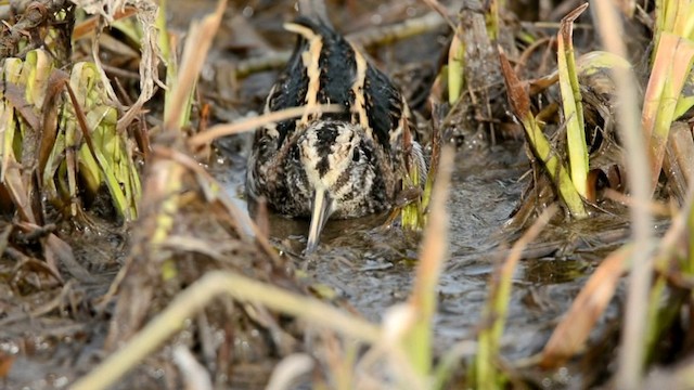 Jack Snipe - ML201228501