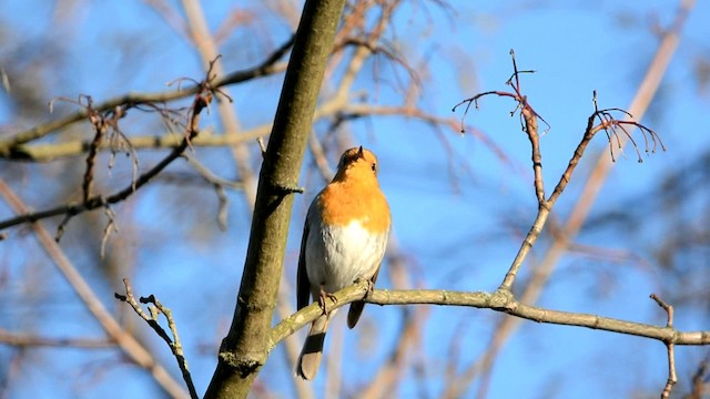 European Robin - ML201228511