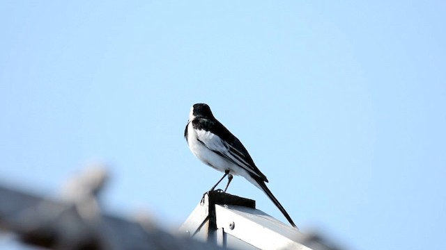 White Wagtail (Chinese) - ML201228541