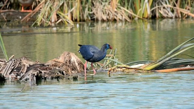 Western Swamphen - ML201228751