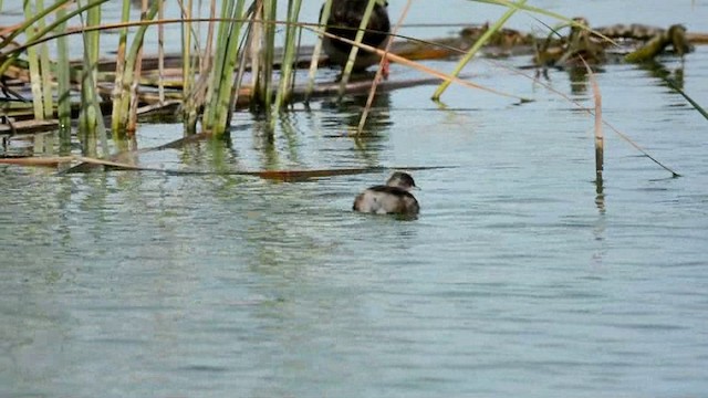 Little Grebe (Little) - ML201228781