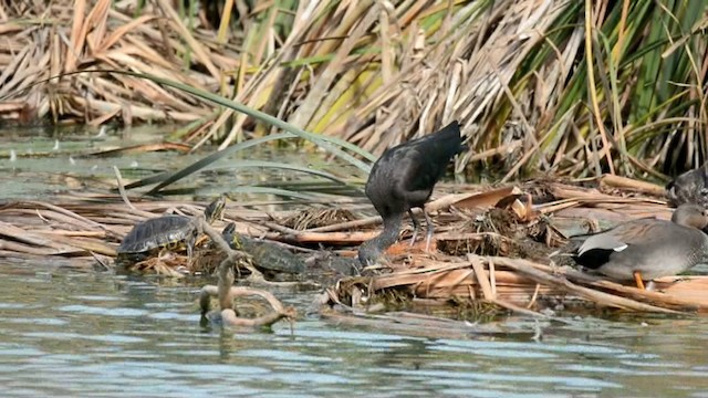 Glossy Ibis - ML201228791