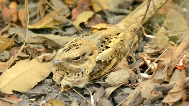 Long-tailed Nightjar - ML201228851