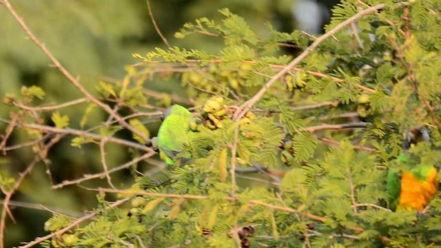 Senegal Papağanı - ML201228861