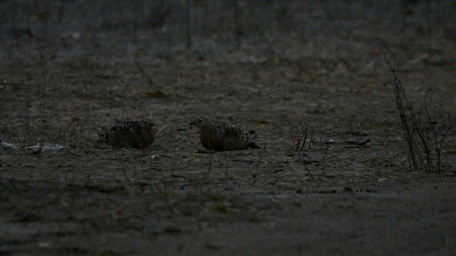 Four-banded Sandgrouse - ML201228941