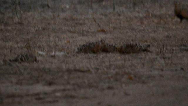 Four-banded Sandgrouse - ML201228951