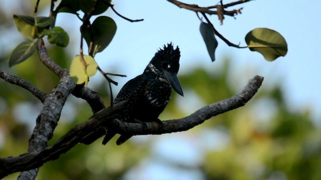 Giant Kingfisher - ML201228961