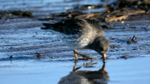 Purple Sandpiper - ML201228991