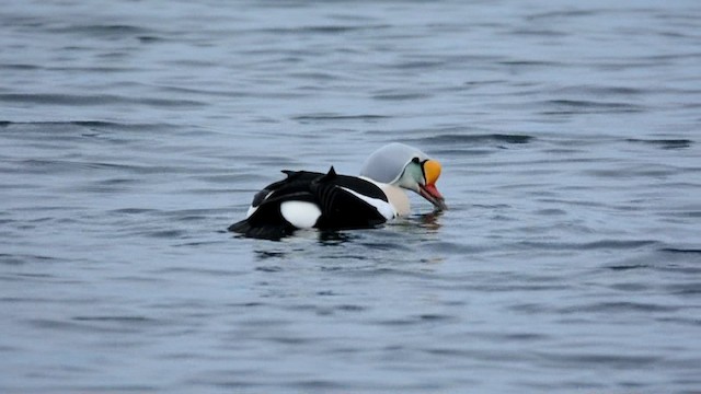 King Eider - ML201229041